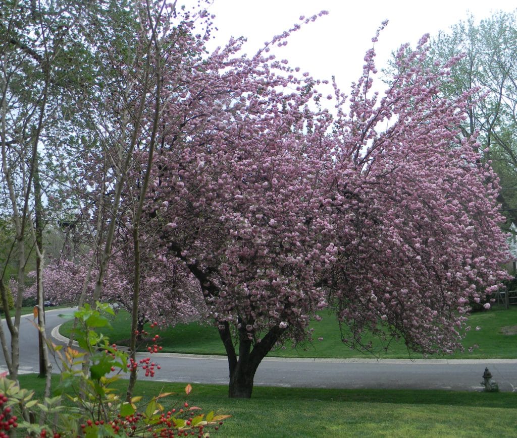 Blossom Tree1