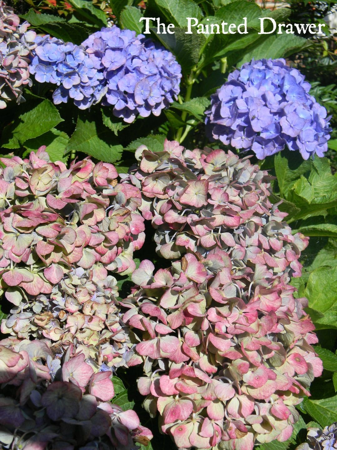 6. Painted Pastel: A Canvas Of Faux Hydrangea Hues