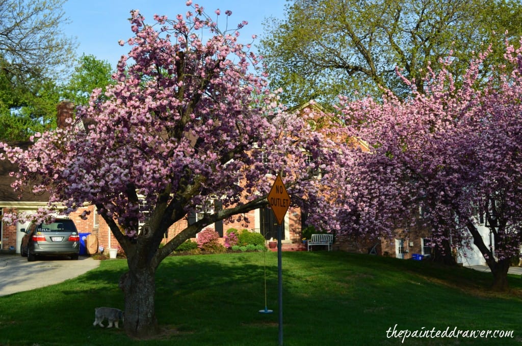 Cherry Blossoms www.thepainteddrawer.com