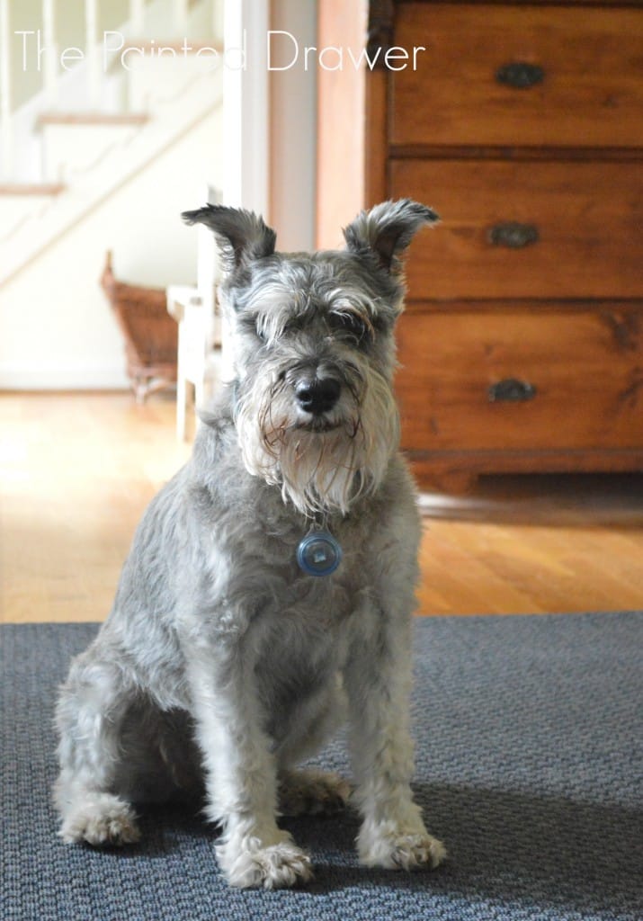 schnauzer