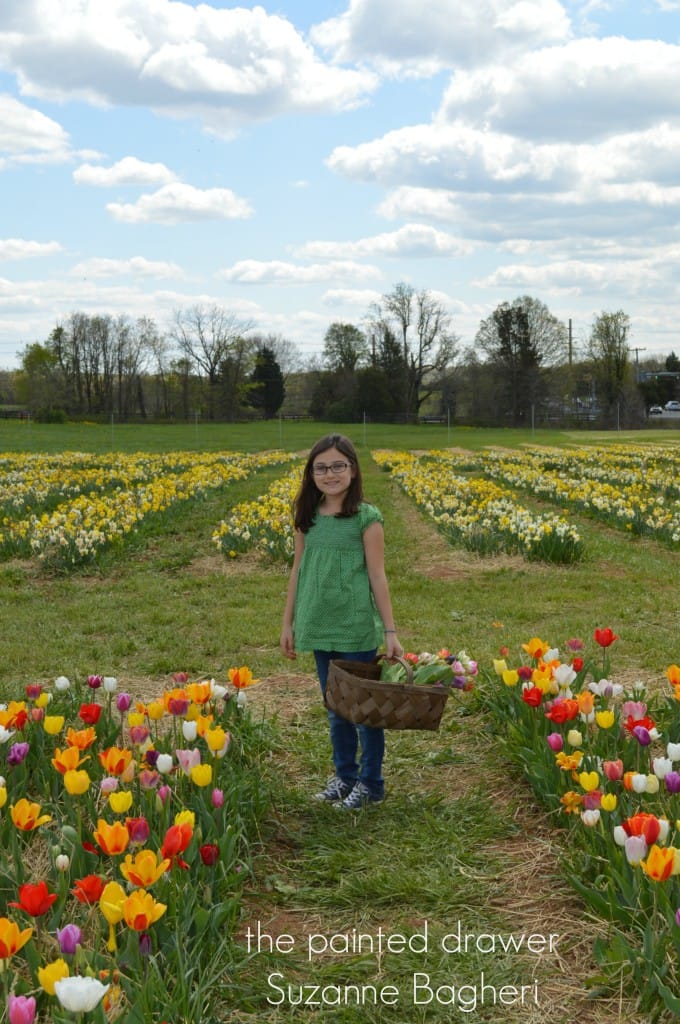 Tulips3