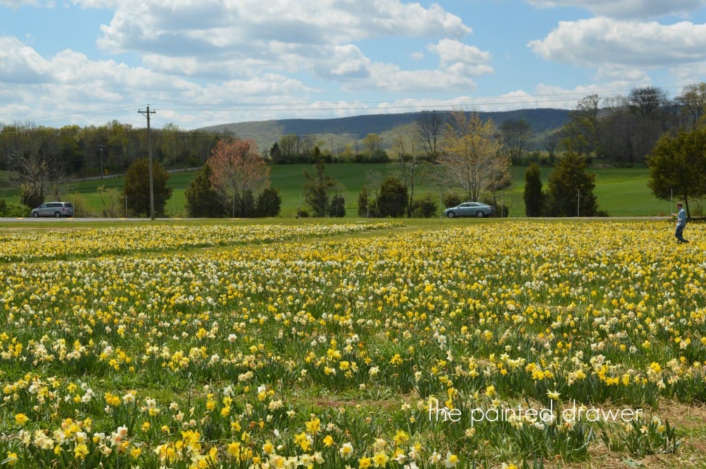 tulips12