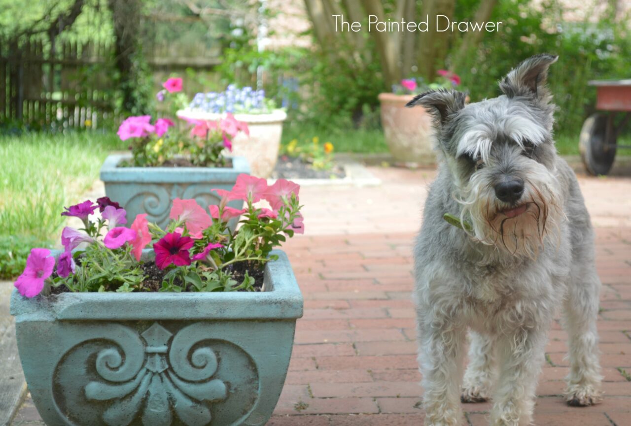 chalk paint concrete planter