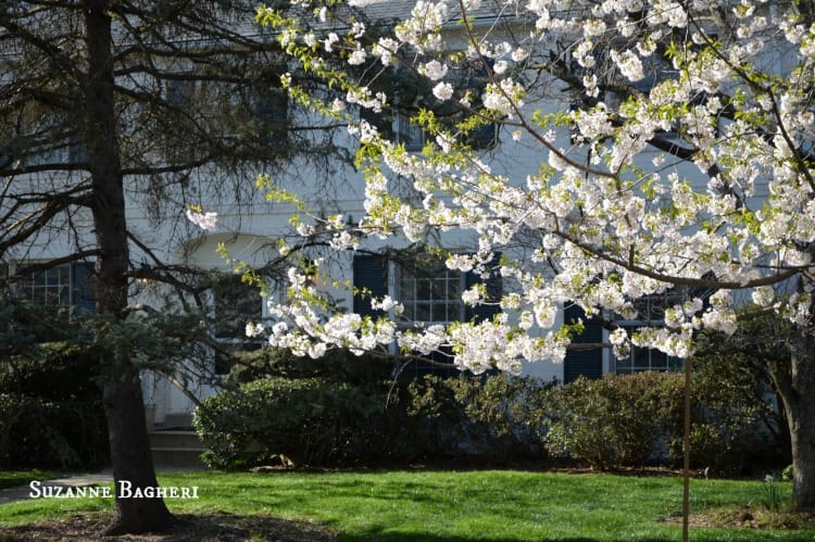 Cherry Blossom Trees