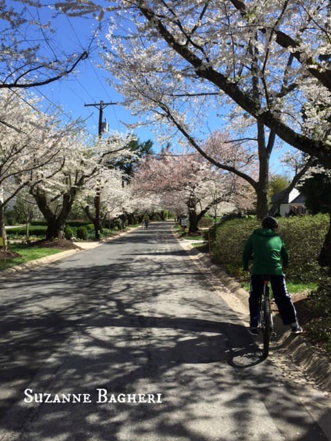 Cherry Blossom Trees, Bethesda Maryland, Spring