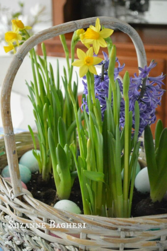 Easter Basket Bulb Garden by The Painted Drawer, Daffodils and Hyacinth