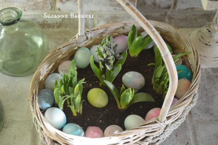 Indoor Bulb Garden in a Easter Basket for Spring