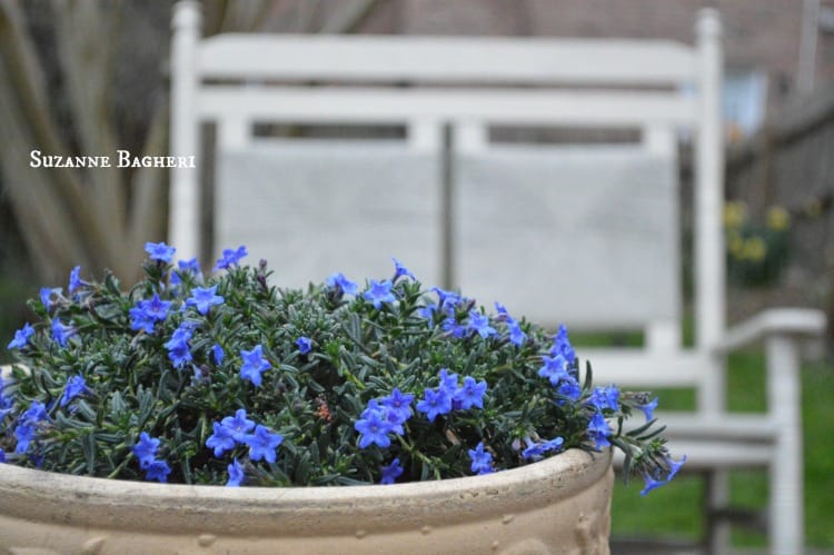 Purple Flowers, Rush Seat Rocker, for my garden