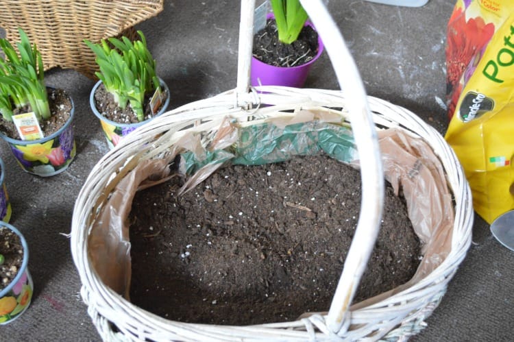 Vintage Basket Bulb Garden