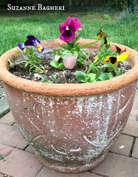 shabby flower pot