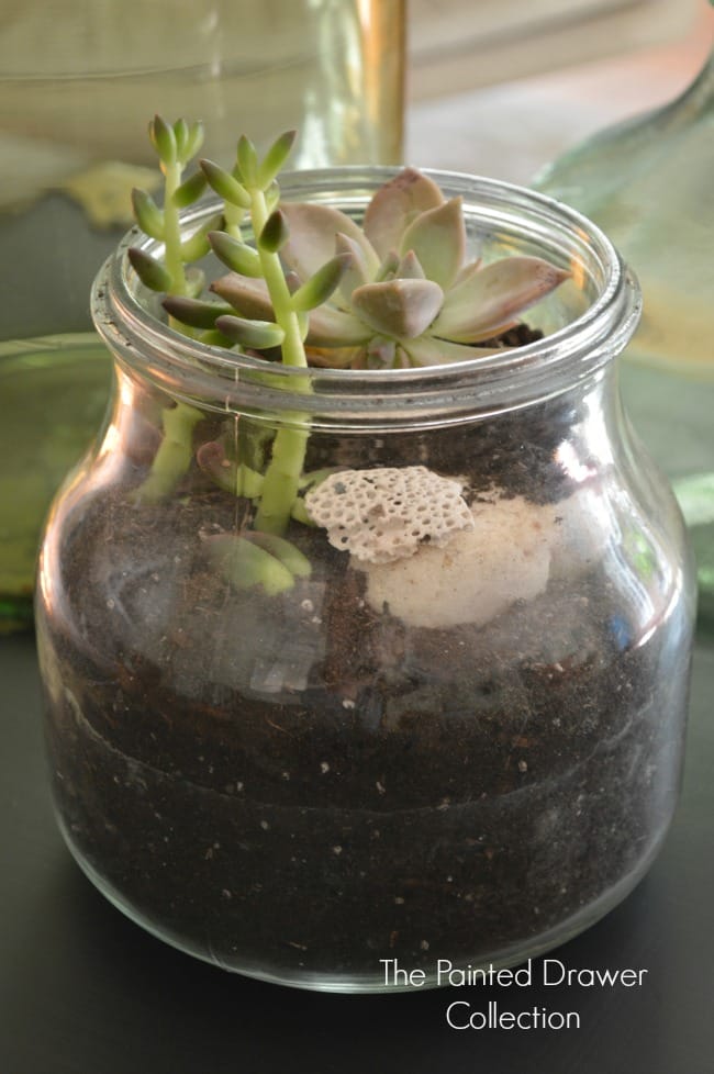 Cedar Chest Terrarium