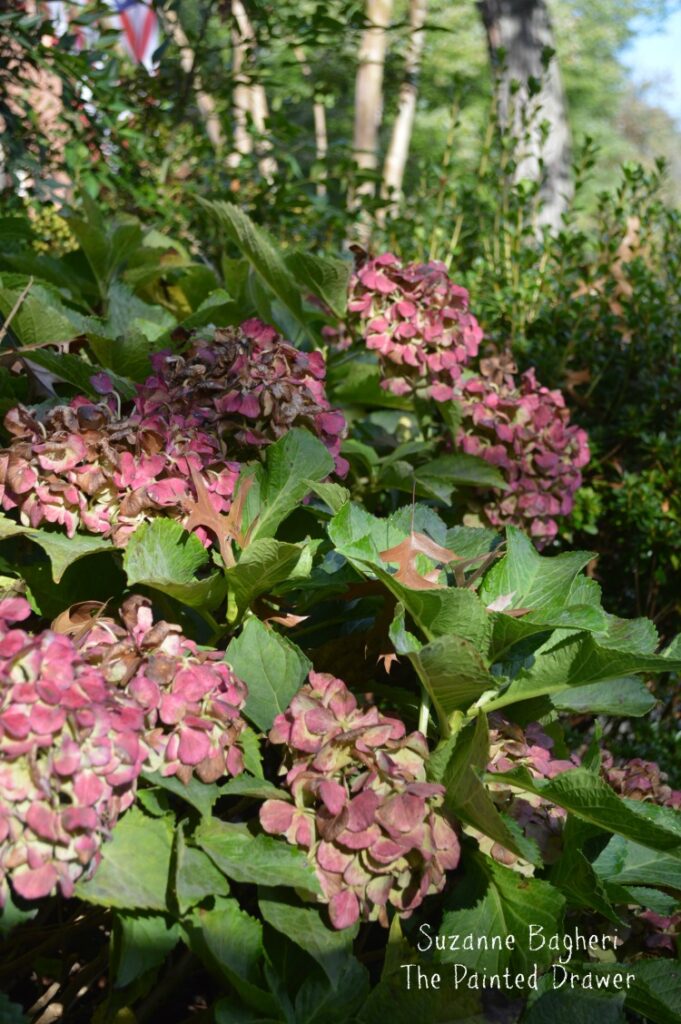 Hydrangea Fall Color