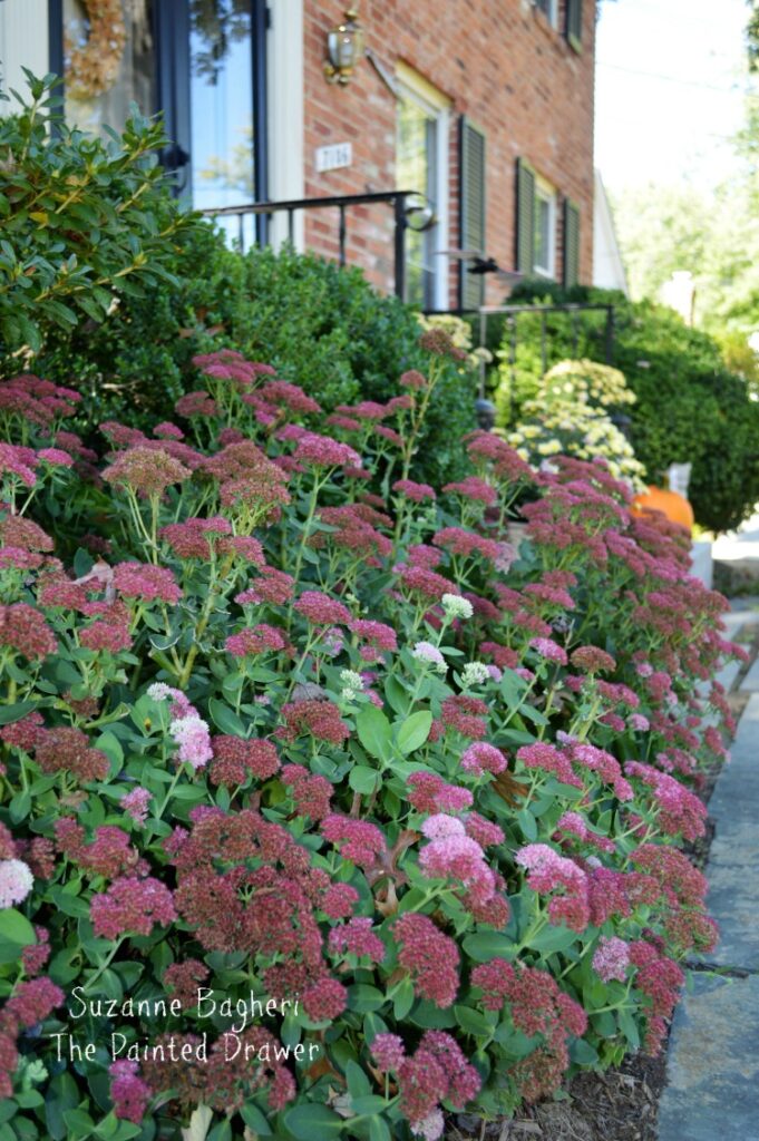 Sedum, Fall Garden Color