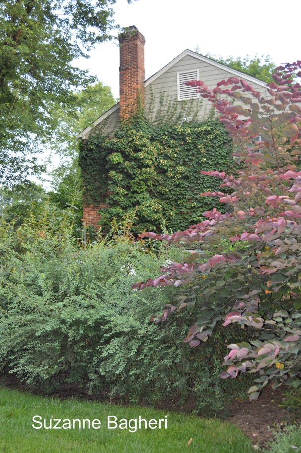 Fourth of July Garden